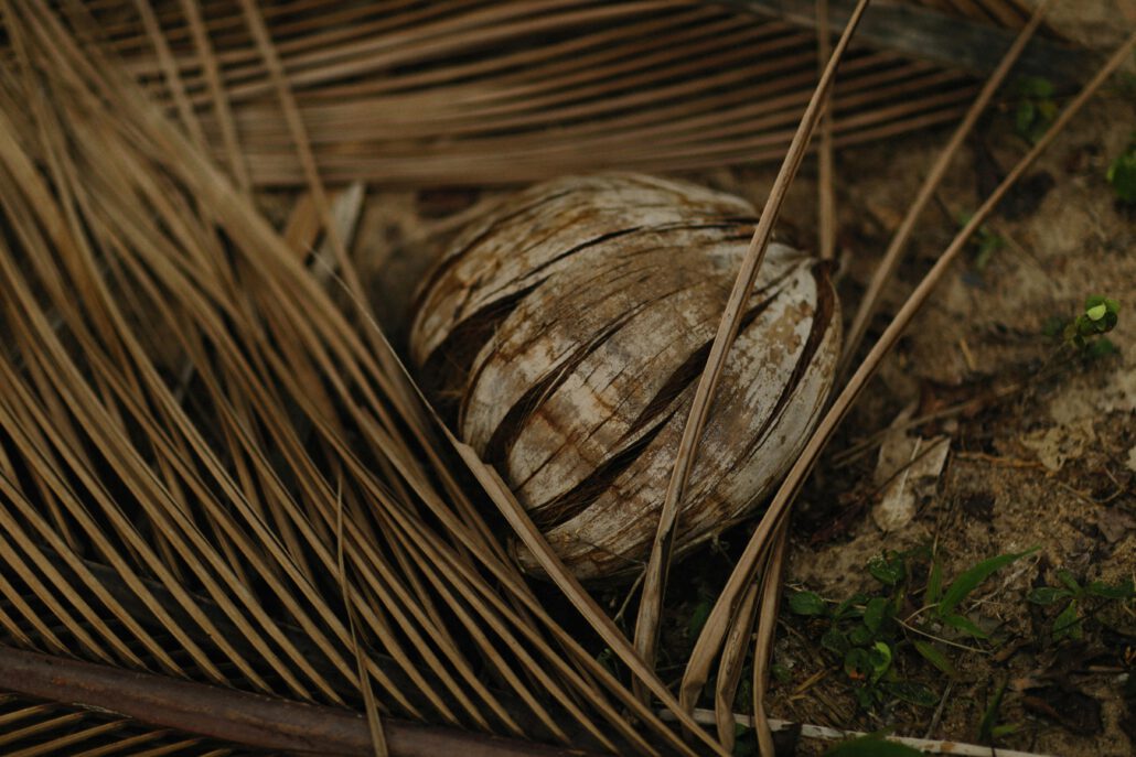 pexels-photo-11185155-11185155 Detailed image of a dried coconut surrounded by dried leaves on the ground.