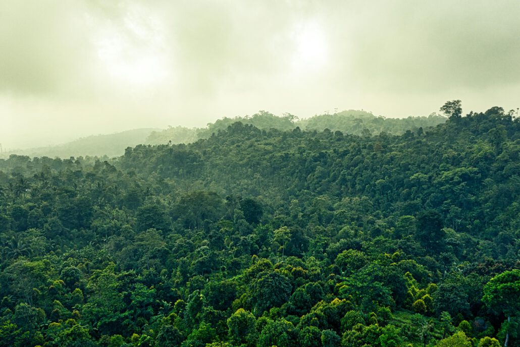 Foto Tom Fisk auf Pexxels Explore the lush greenery and misty atmosphere of the Indonesian rainforest in Banten.