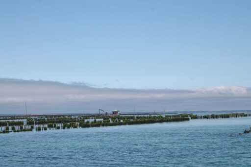 Muschelfarmen in der Bucht um Chausey