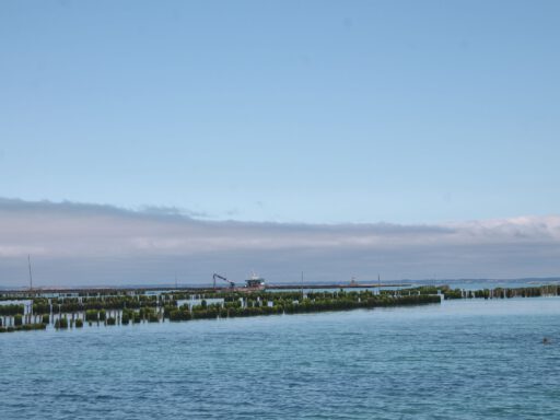Muschelfarmen in der Bucht um Chausey