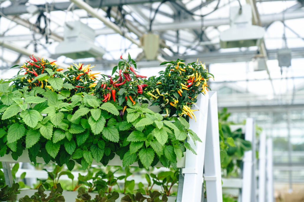 Die Pflanzen wachsen in geschützter Umgebung. © Lucas Günze