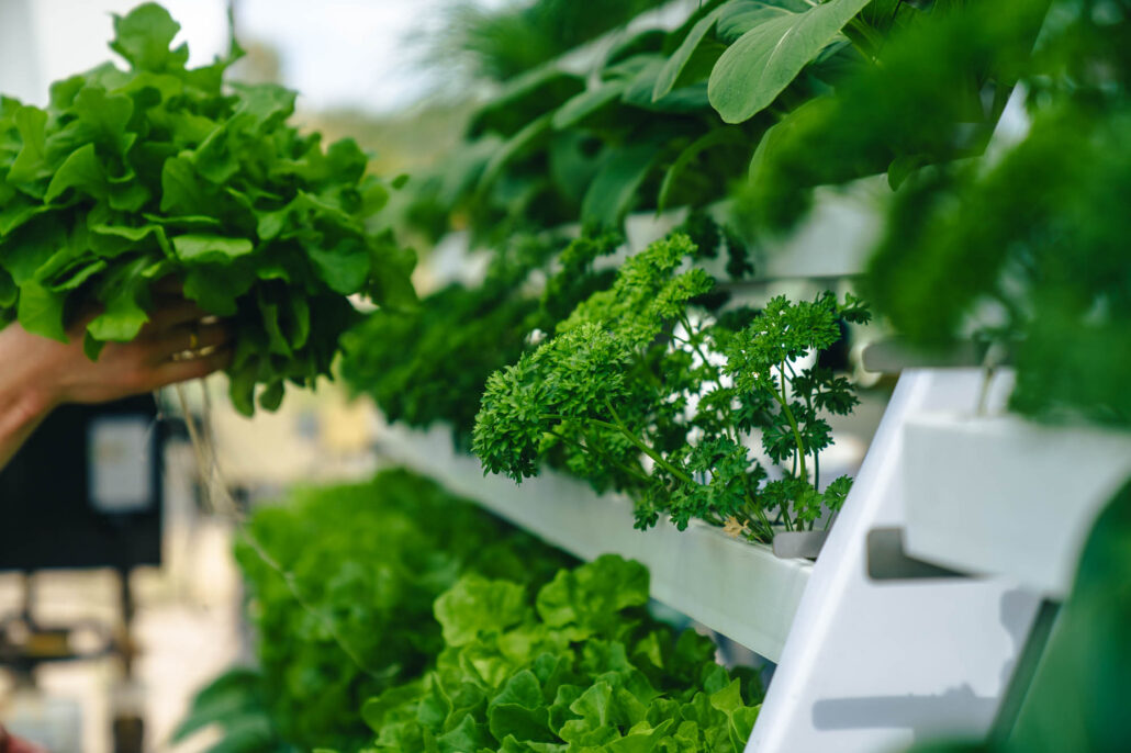 Vertikaler, erdloser Anbau. © Lucas Günzel