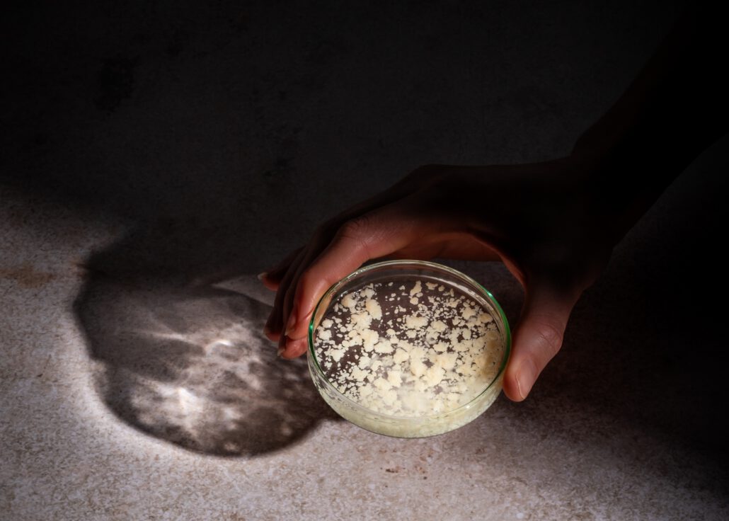 Das Unternehmen Infinite Roots kultiviert Pilzbiomasse.