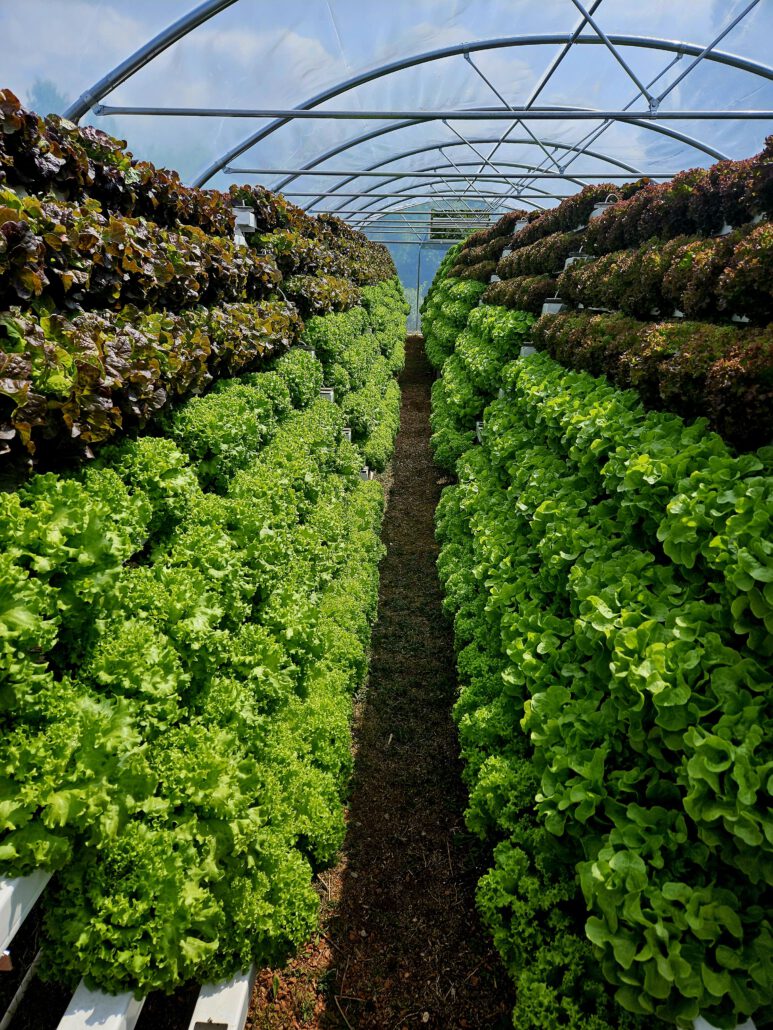 Durch die vertikale Anbaurichtung entstehen fünfmal höhere Erträge pro Quadratmeter.