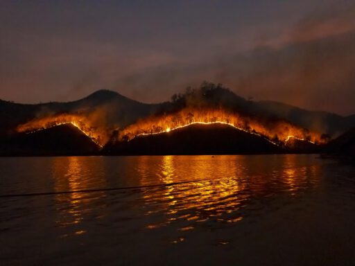 wildfire, bushfire, fire, forest, nature, emergency