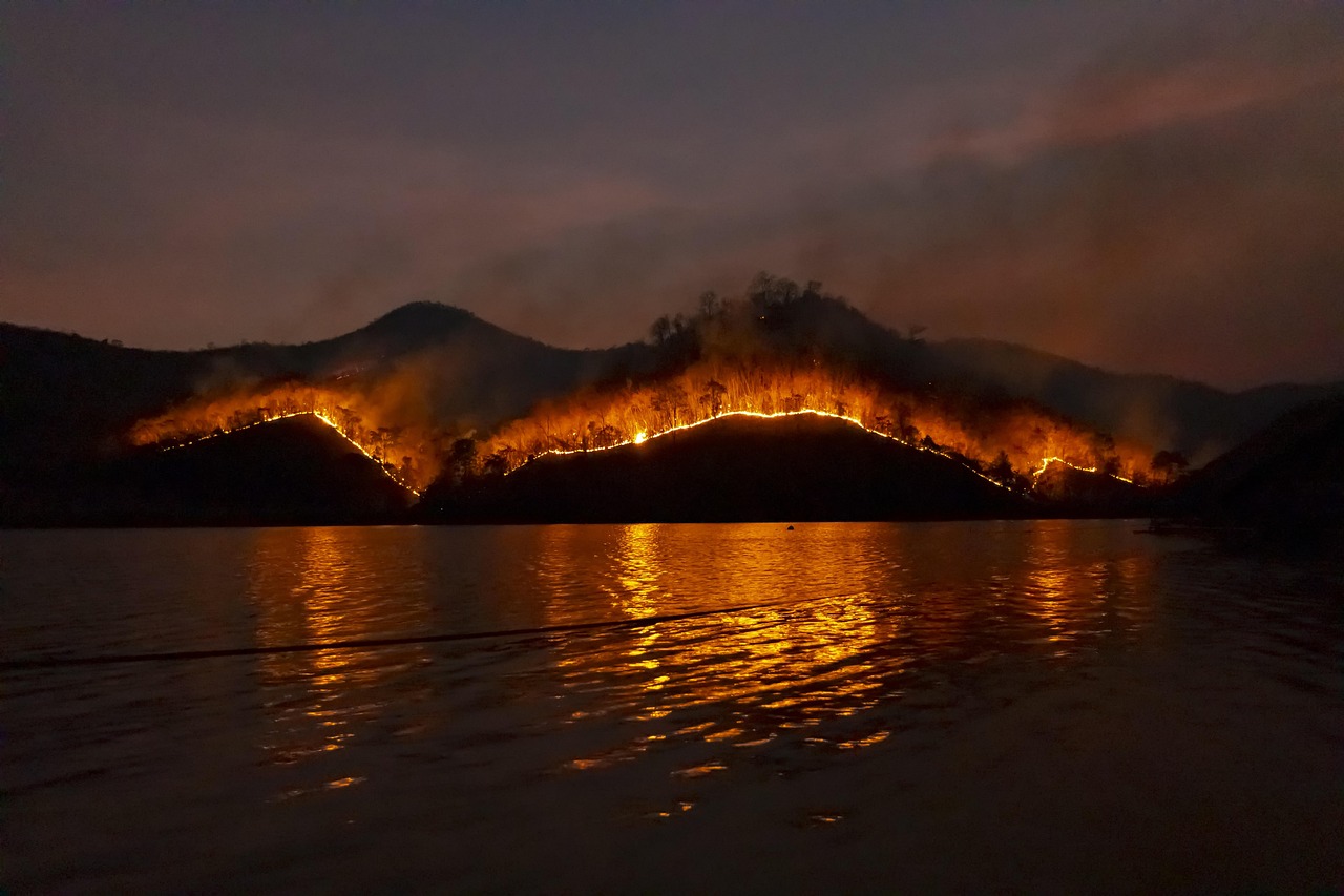 wildfire, bushfire, fire, forest, nature, emergency